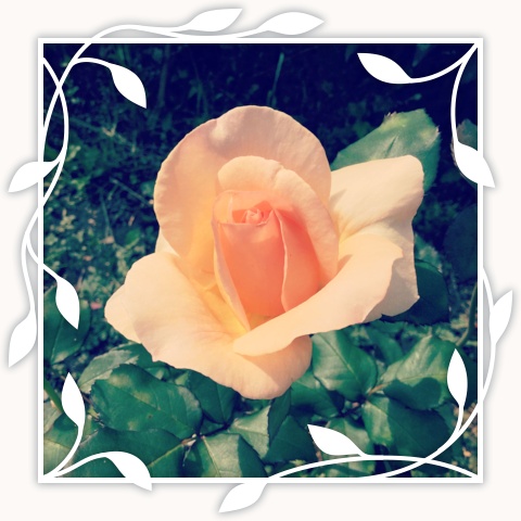 Apricot Nectar