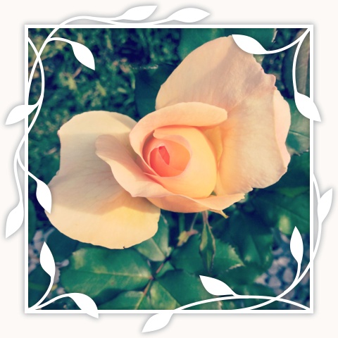 Apricot Nectar