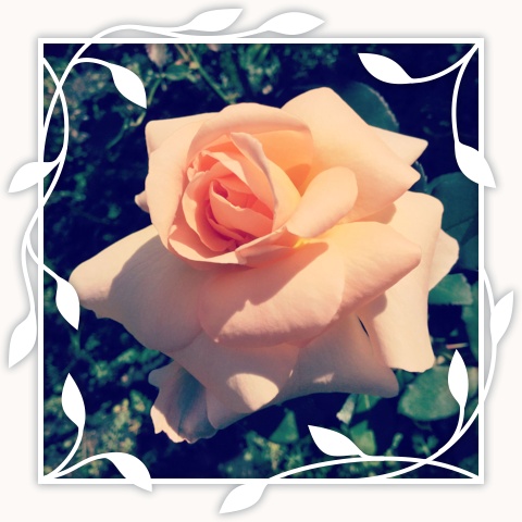 Apricot Nectar