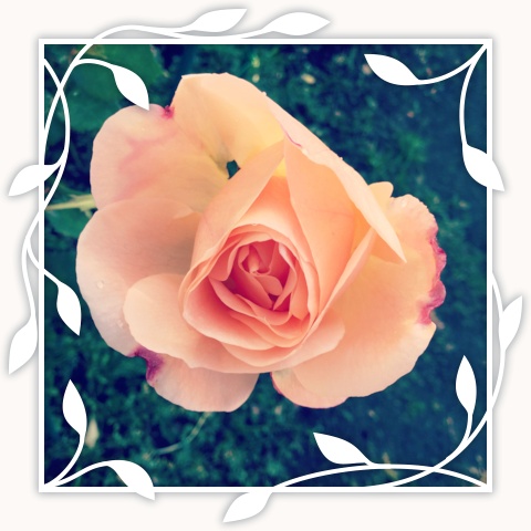 Apricot Nectar