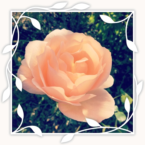 Apricot Nectar
