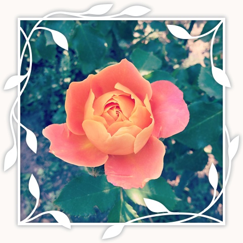 Disneyland Rose