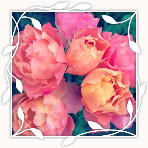 Disneyland Rose