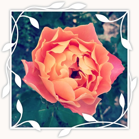 Disneyland Rose