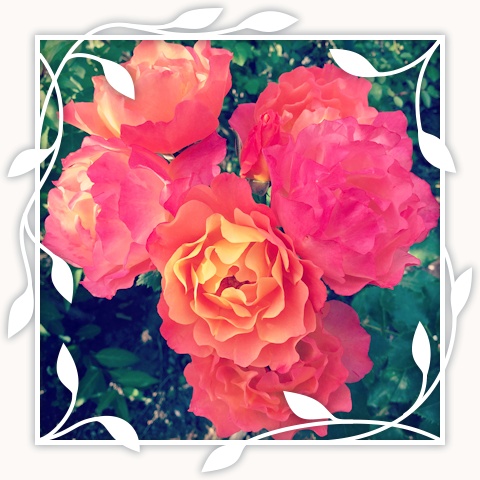 Disneyland Rose