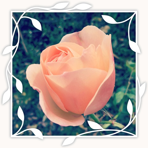 Apricot Nectar