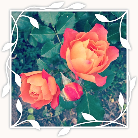 Disneyland Rose