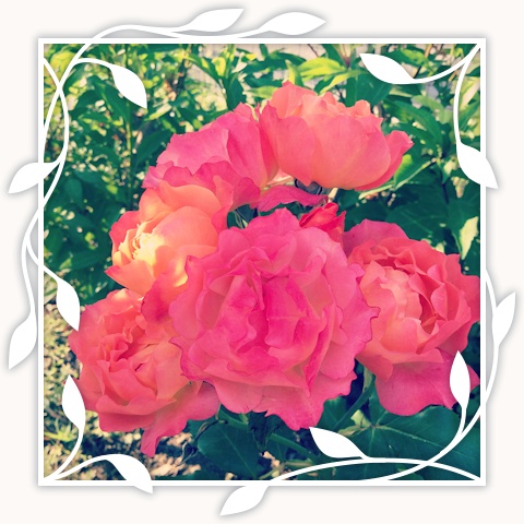 Disneyland Rose