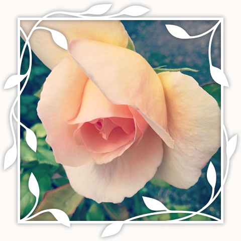 Apricot Nectar