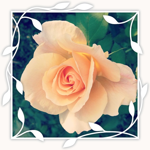 Apricot Nectar