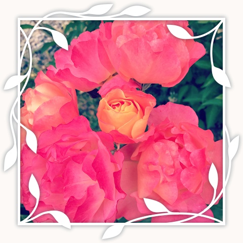 Disneyland Rose