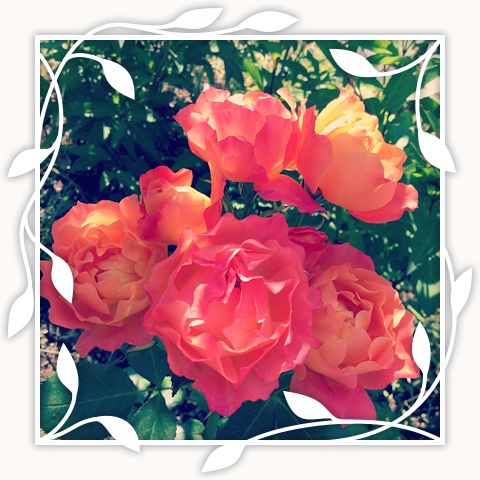 Disneyland Rose