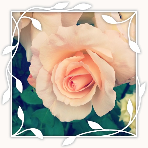 Apricot Nectar