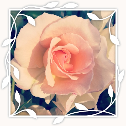 Apricot Nectar