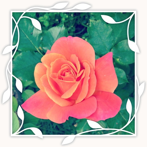 Disneyland Rose
